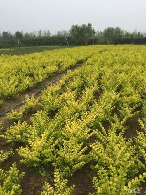 恭賀沭陽縣榮添園林綠化苗木場入駐苗木通 服務(wù)一流，價(jià)格優(yōu)惠