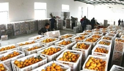 湖北丹江口市27萬(wàn)多噸豐收柑橘基本銷售完畢，果農(nóng)增收助力鄉(xiāng)村振興