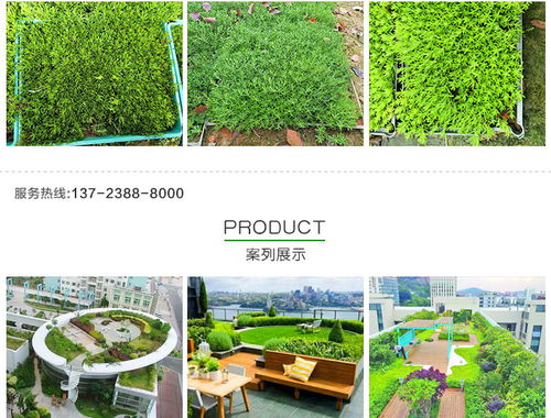 黃金佛甲草的市場價格、種植與應用——以創晟環保為例