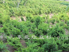 東北紅豆杉保定培育基地 優(yōu)質(zhì)苗木種植與經(jīng)營(yíng)新標(biāo)桿
